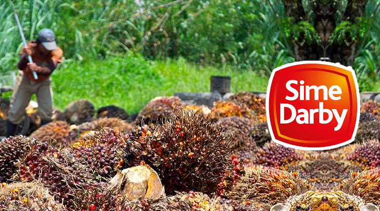 Original sime darby palm